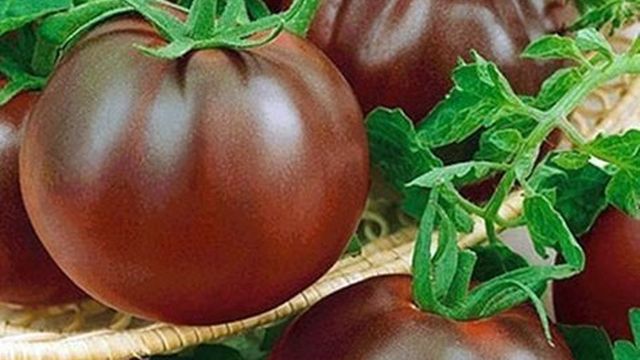 Описание сорта томатов Виагра