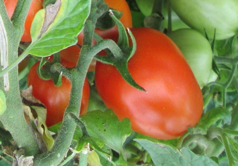 Анаит помидоры сорт