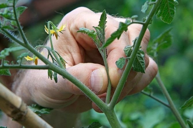 Пасынкование помидор в теплице пошагово для начинающих