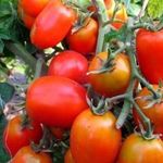 Описание томата Маруся и выращивание сорта рассадным способом