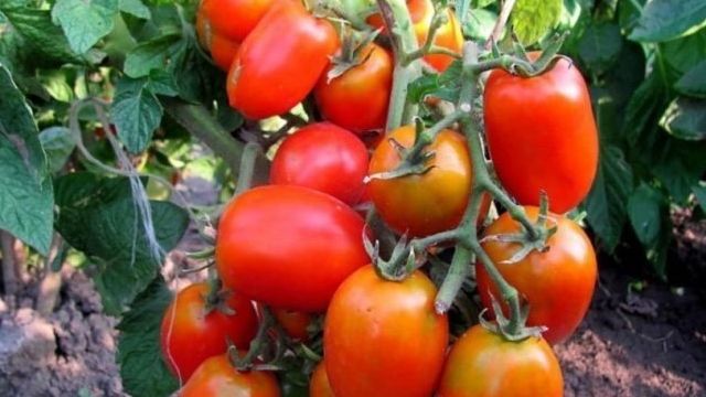 Описание томата Маруся и выращивание сорта рассадным способом