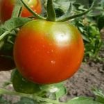 Почему выращивание томатов по методу Маслова вновь становится популярным