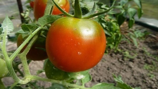 Выращивание и посадка помидоров по методу Маслова
