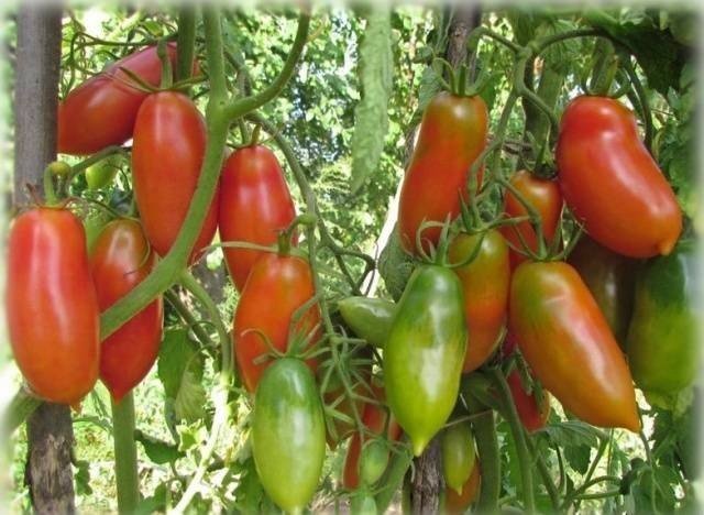 Перцевидные сорта томатов