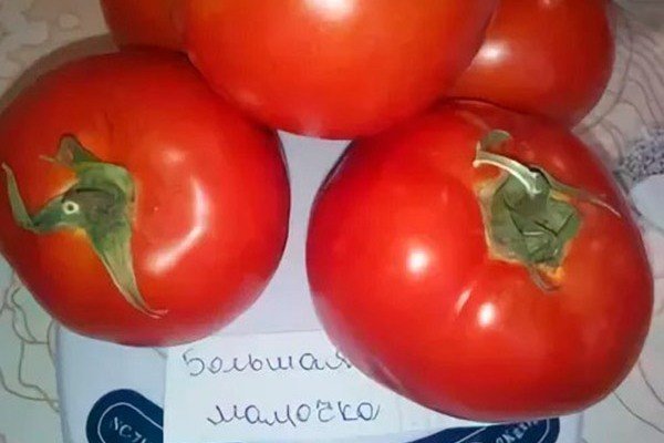 Большая мамочка томат