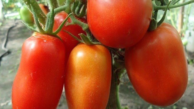 Перцевидный: описание сорта томата, характеристики помидоров, посев