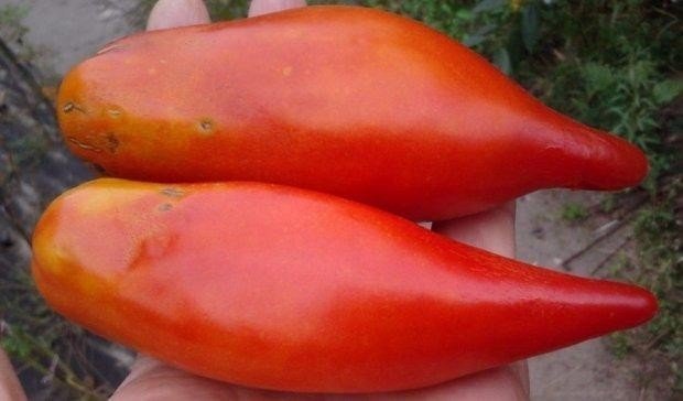 Сорт томата перцевидный гигант