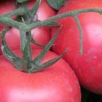 Томат Пинк Крим — описание сорта, фото, урожайность и отзывы садоводов
