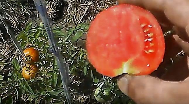 Ранние сорта помидор