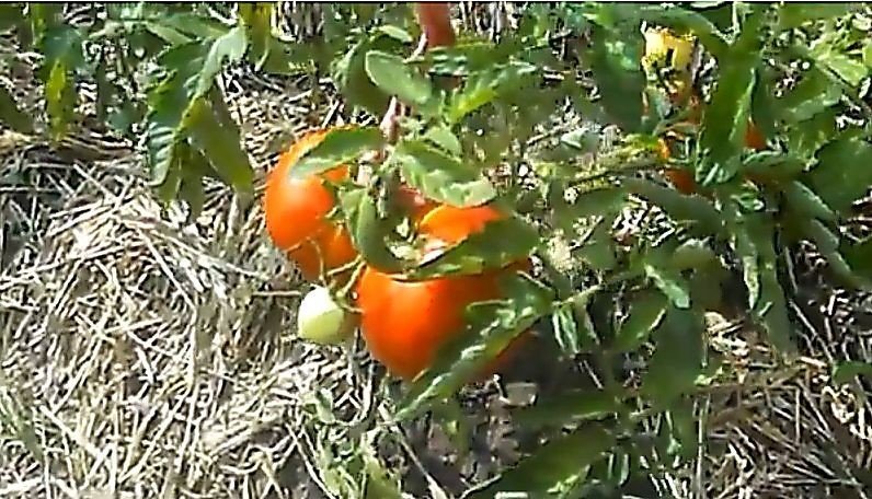 Вершинная гниль фитофтора отличие на томатах