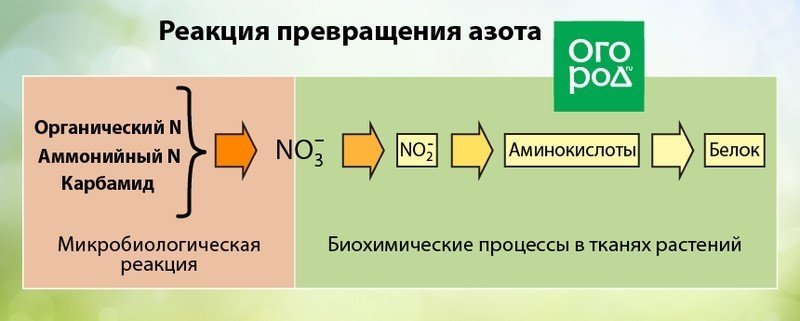 Процесс азотфиксации схема