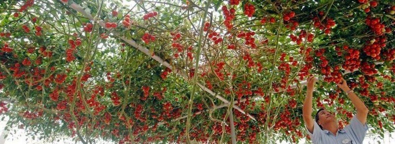 Помидорное дерево аквадор