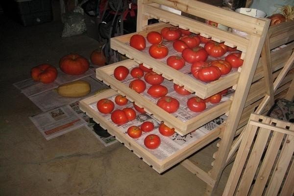 Сливка астраханская помидоры