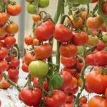 Желанный гость на загородном участке – томат «Белле F1»