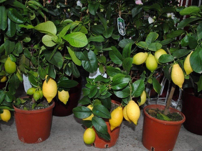 Цитрус лимон растение