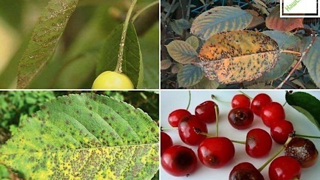 Болезни вишни и методы их лечения
