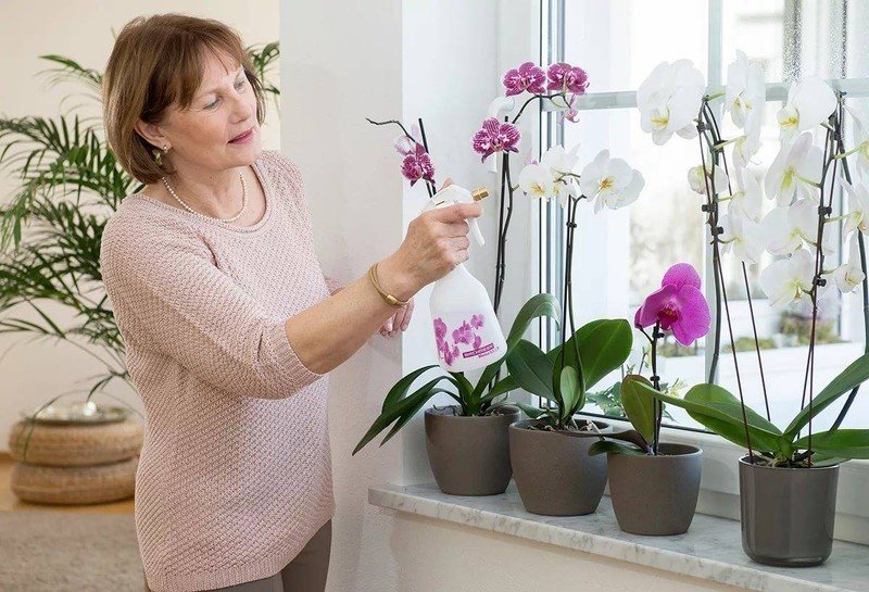 Орхидея фаленопсис уход в домашних условиях