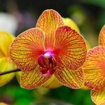 Чем подкормить орхидею в домашних условиях