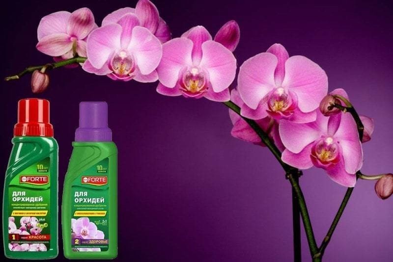 Удобрения для орхидей фаленопсис для цветения