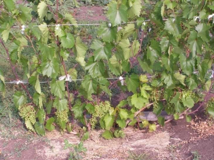 Подвязать лозу винограда