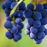 Чем подкормить виноград: советы по выбору составов для подкормки виноградников (видео