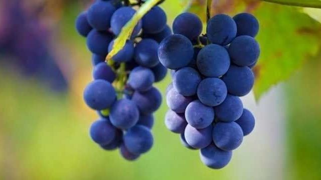 Чем подкормить виноград — чем, когда и как правильно удобрять во время посадки и сбора урожая