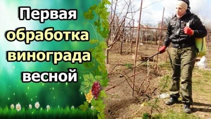 Татьяна огородница виноград