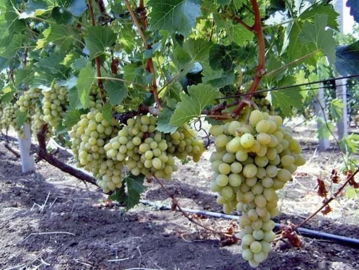 Виноград плевен евростандарт
