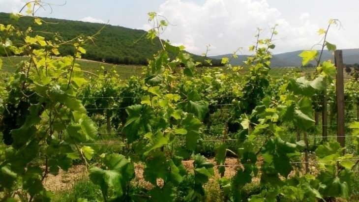 Виноградарство в дагестане