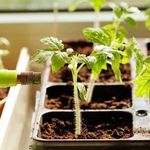 Эффективная подкормка рассады томатов для лучшего роста