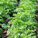 Фертика — удобрение картофельное и действенное