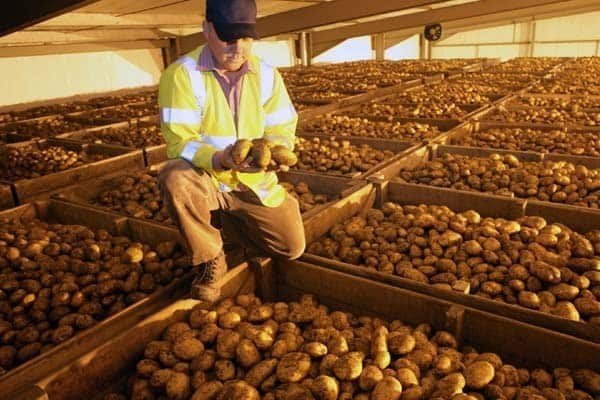 Технология хранения картофеля в овощехранилище