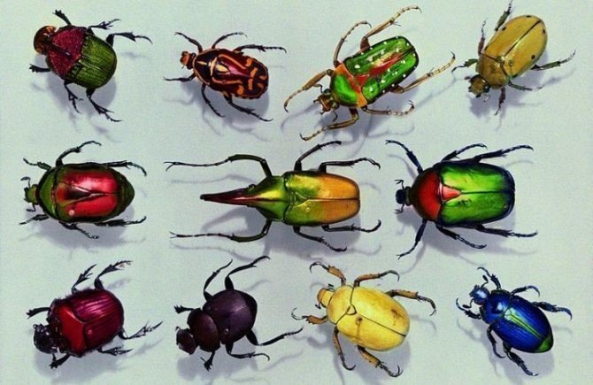 Эстетика насекомых жуков