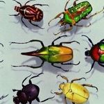 Фото и названия черных жуков и жучков, больших и маленьких