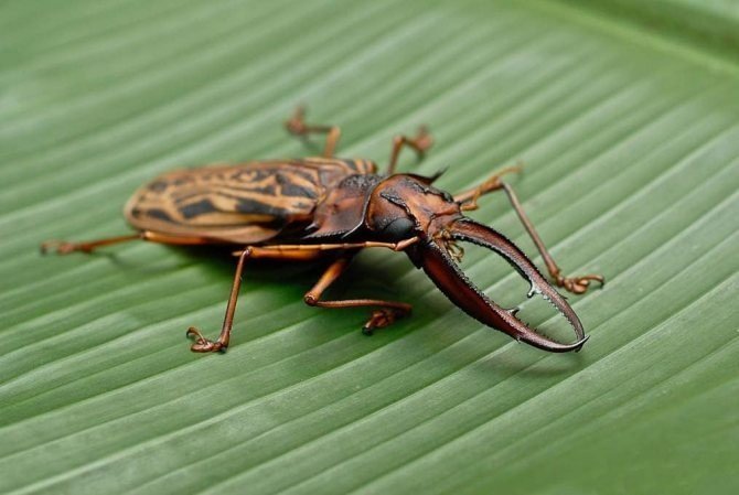 Самый большой жук в мире