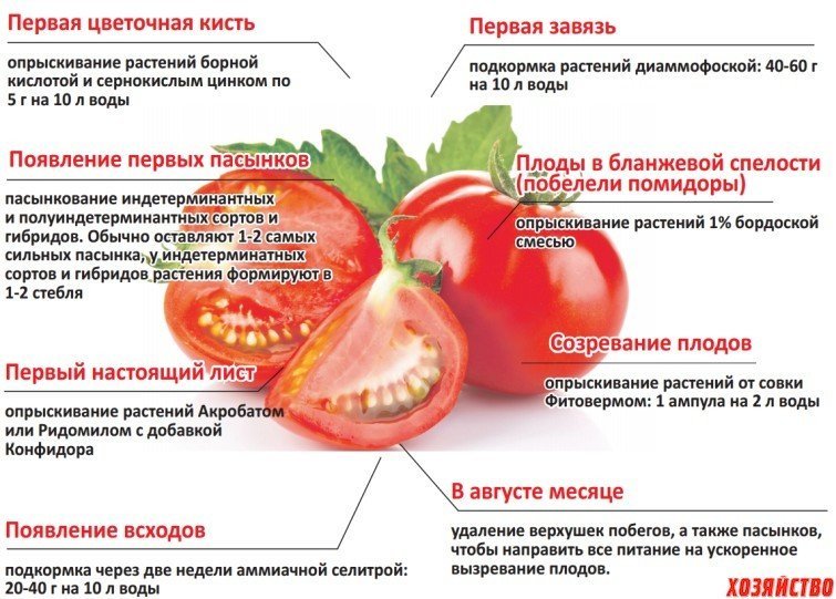 Схема удобрения помидор