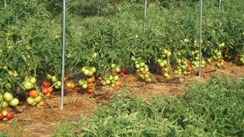 Соседство с томатами в открытом грунте