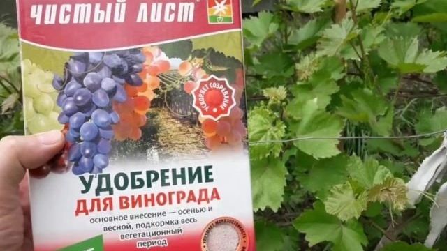 Как и чем подкормить виноград в июле в Средней полосе