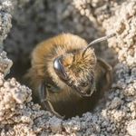 Как избавиться от земляных пчел: эффективные способы и методы, чем опасны