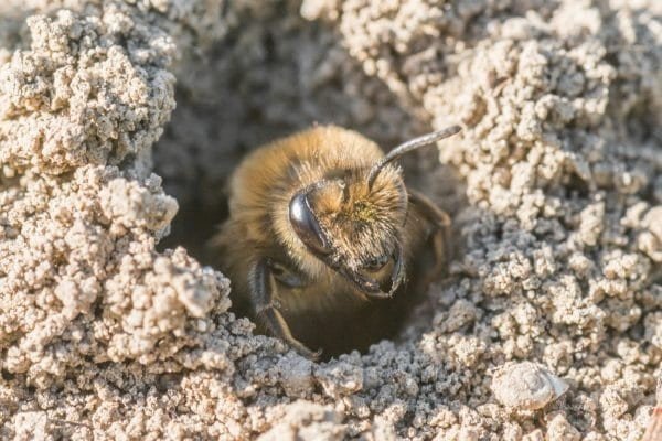 Серая земляная пчела