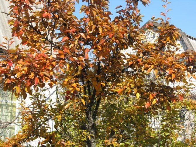 Дерево с оранжевыми листьями