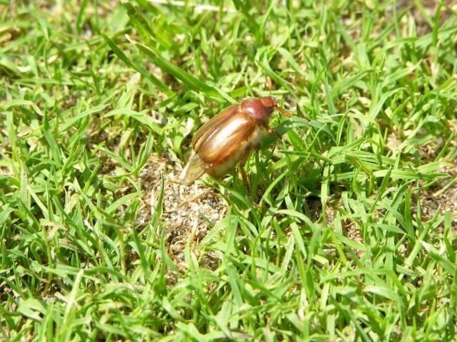 Маленький травяной жук