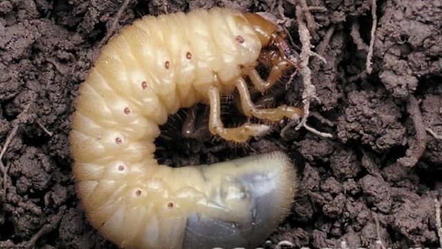 Как выглядит личинка майского жука на фото и по описанию