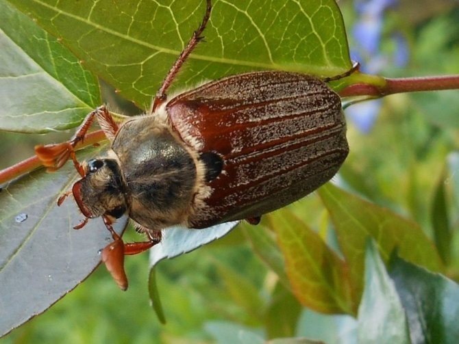 Жесткокрылые майский жук