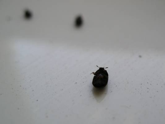 Черный маленький жук точильщик