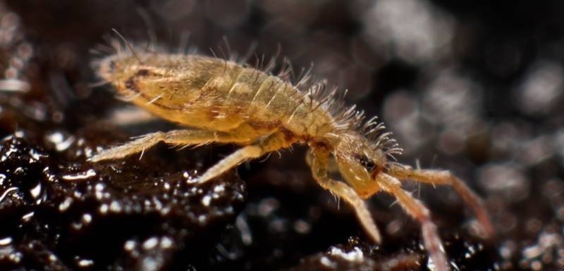 Springtails collembola