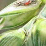 Меры борьбы с пшеничным трипсом. Пшеничный трипс – опасный враг пшеницы. Видео