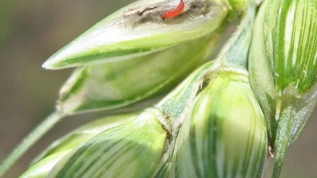 Меры борьбы с пшеничным трипсом. Пшеничный трипс – опасный враг пшеницы. Видео
