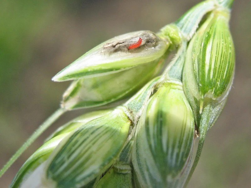 Септориоз колоса пшеницы
