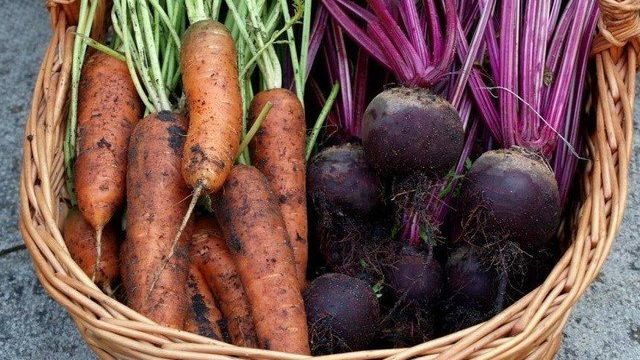 Морковь и свекла как правильно садить семенами чем удобрять как готовить почву